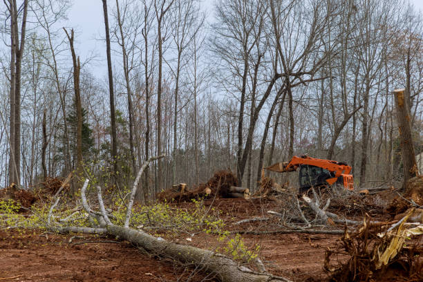 Best Fruit Tree Pruning  in West Carrollton, OH