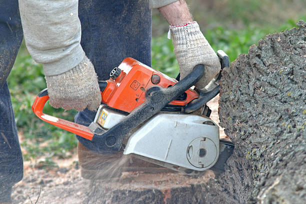 Best Utility Line Clearance  in West Carrollton, OH