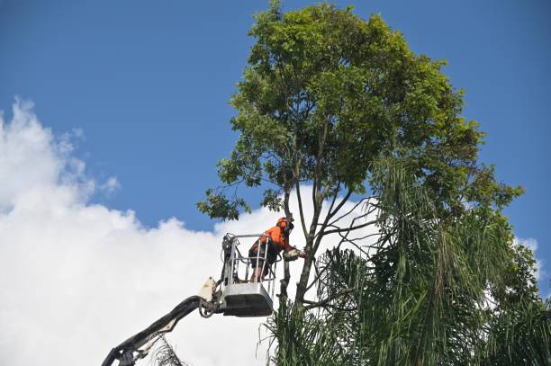 Best Emergency Tree Removal  in West Carrollton, OH