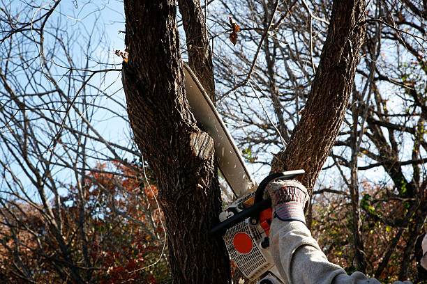 Best Hazardous Tree Removal  in West Carrollton, OH