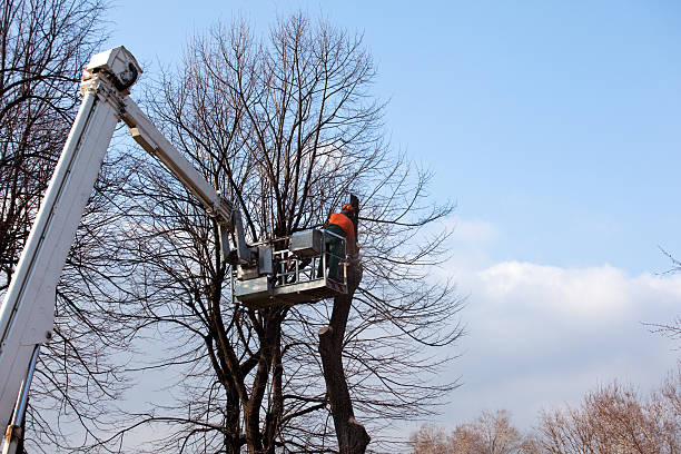 Best Tree Mulching  in West Carrollton, OH